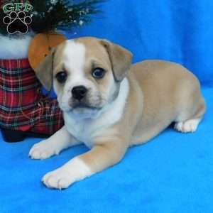 Dasher, Miniature Bulldog Puppy